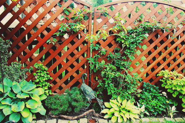 Na tym zdjęciu paw dumnie kroczy wśród funkii, sosenki, pnącej hortensji. Na pergoli wije się kiwi, które może kiedyś wyda owoce:) 