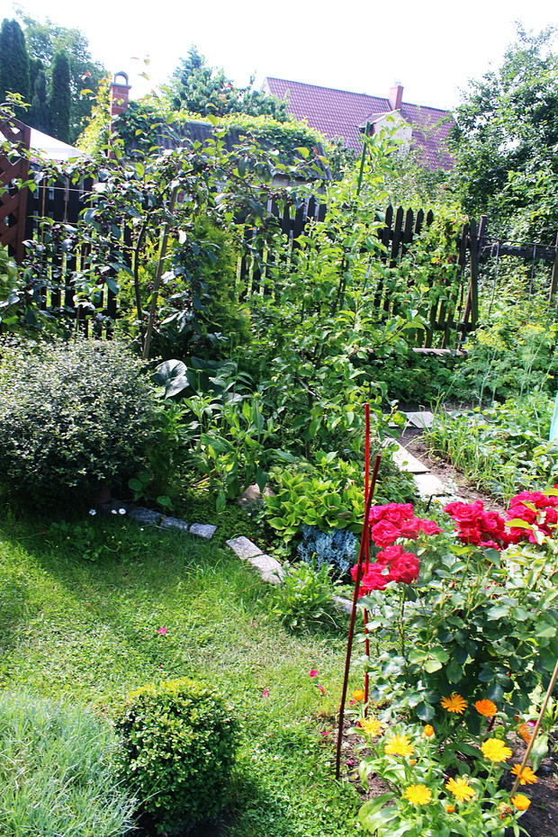 Na tym zdjęciu prezentuję Państwu rajską jabłoń, irgę. Rosną tam też jeżówki. W tle widać także czerwoną róże rabatową, goździki oraz nagietki. 