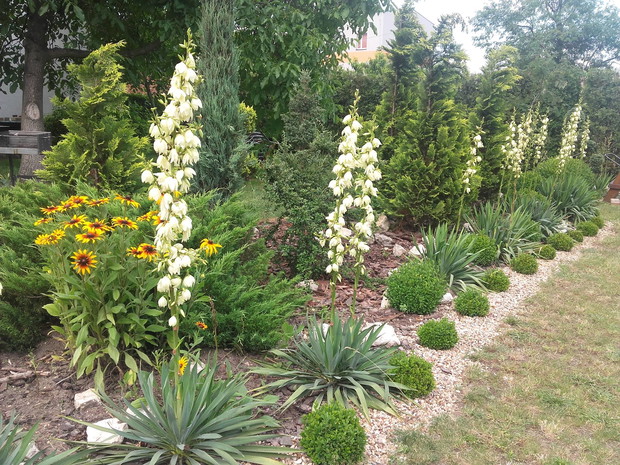 Na zdjęciu widoczne są juki karolińskie, które zostały rozmnożone przez jedną sadzonkę, którą otrzymaliśmy od sąsiadki. 