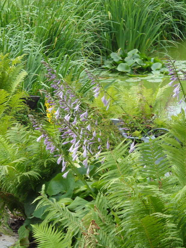 Nad stawkiem przy rzeczce.