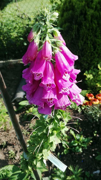 Naparstnice, już przekwitają niestety.  W tym roku wysiałam je z nasion i wyrosły piękne, kolorowe i wysokie.