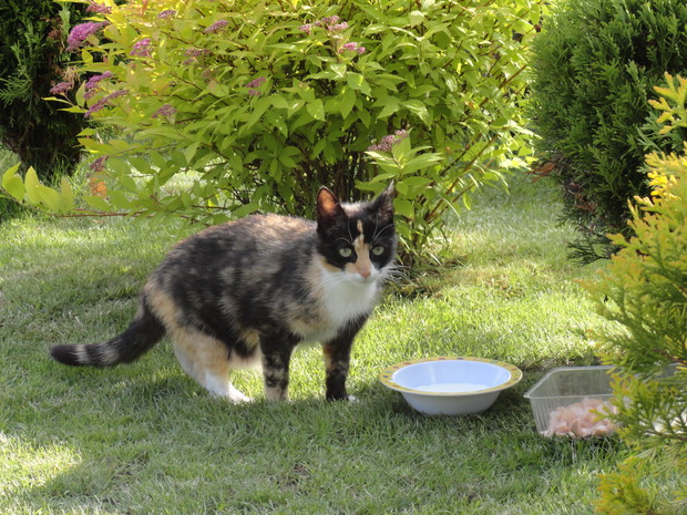 Nasza (wspólna) działkowa kotka