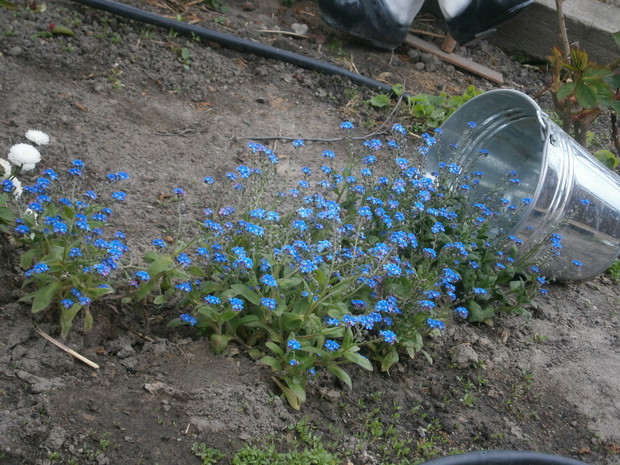 Niezapominajki " niby woda"