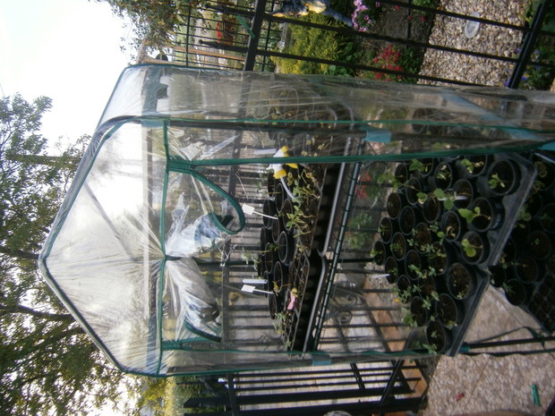 Od nasionka do kwiatka :)