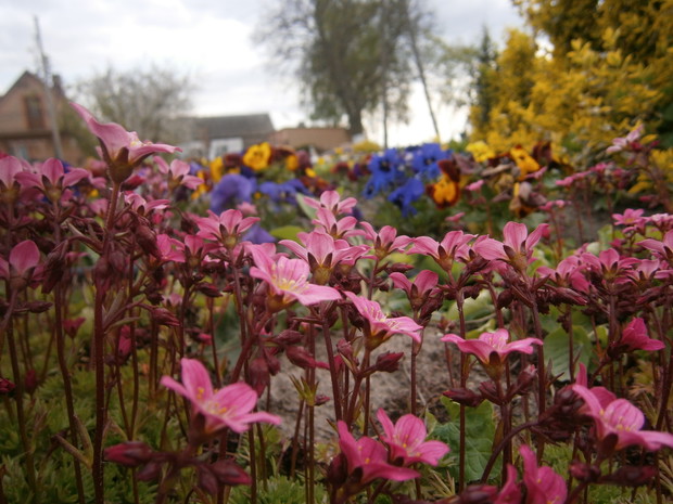 Okiem przez skalnicę