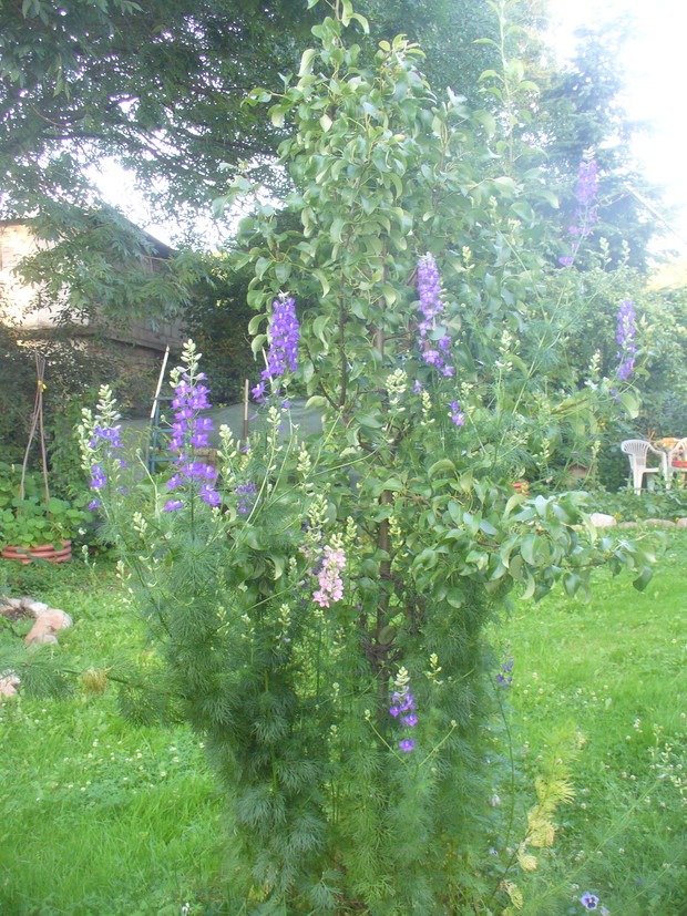 ostróżki otulają gruszę