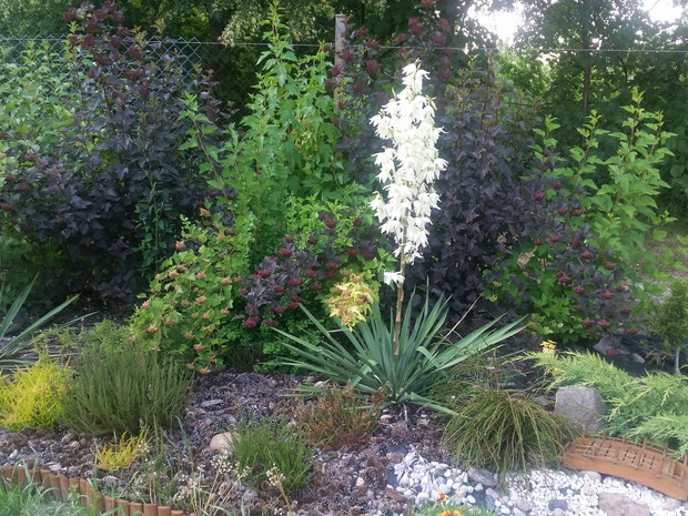 Pecherznice i dostojny juka