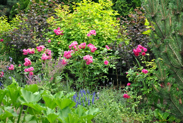 Pęcherznice i róża parkowa Elmshorn