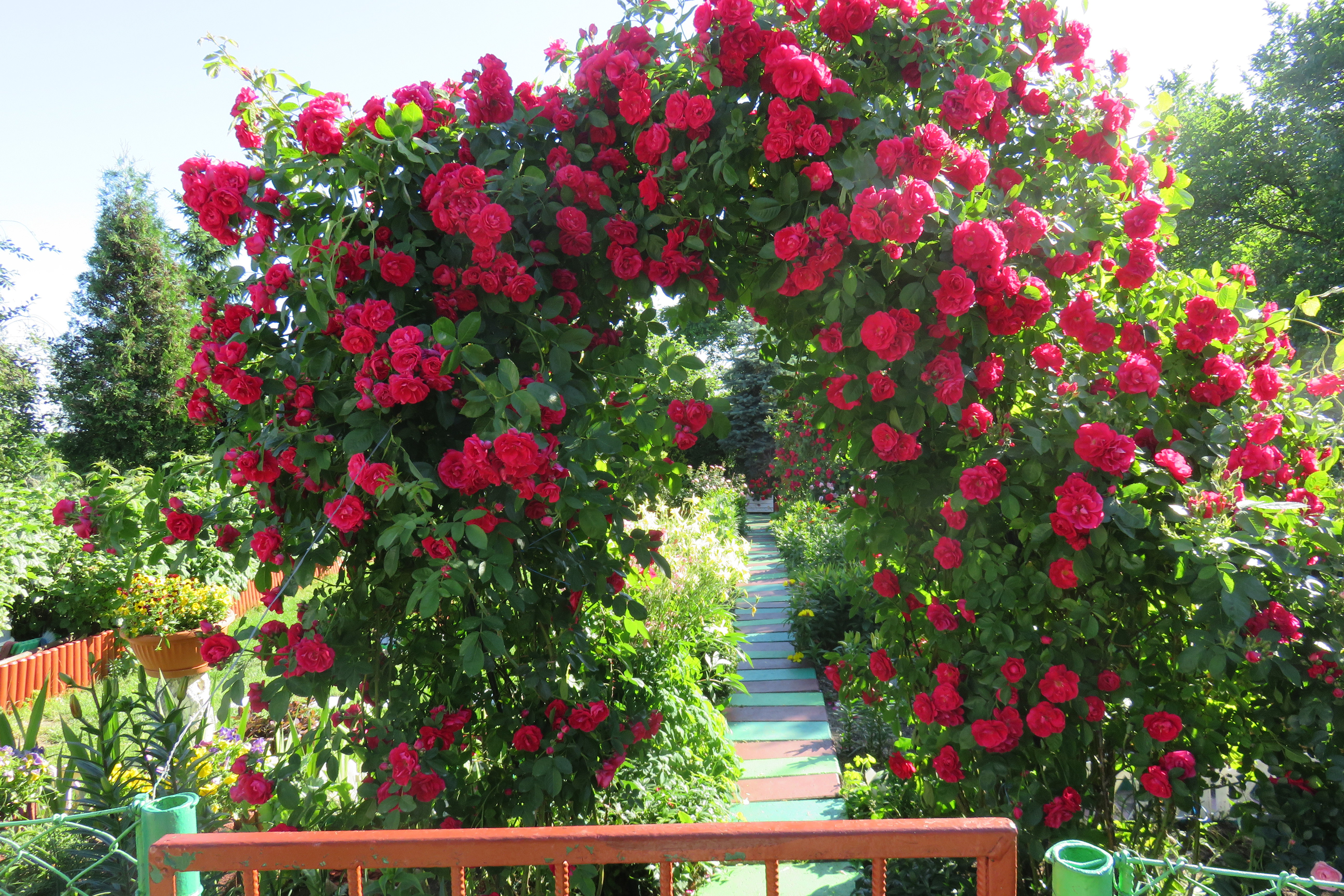 Pergola obrośnięta pnącymi różami, zaprasza do kolorowego ogrodu.