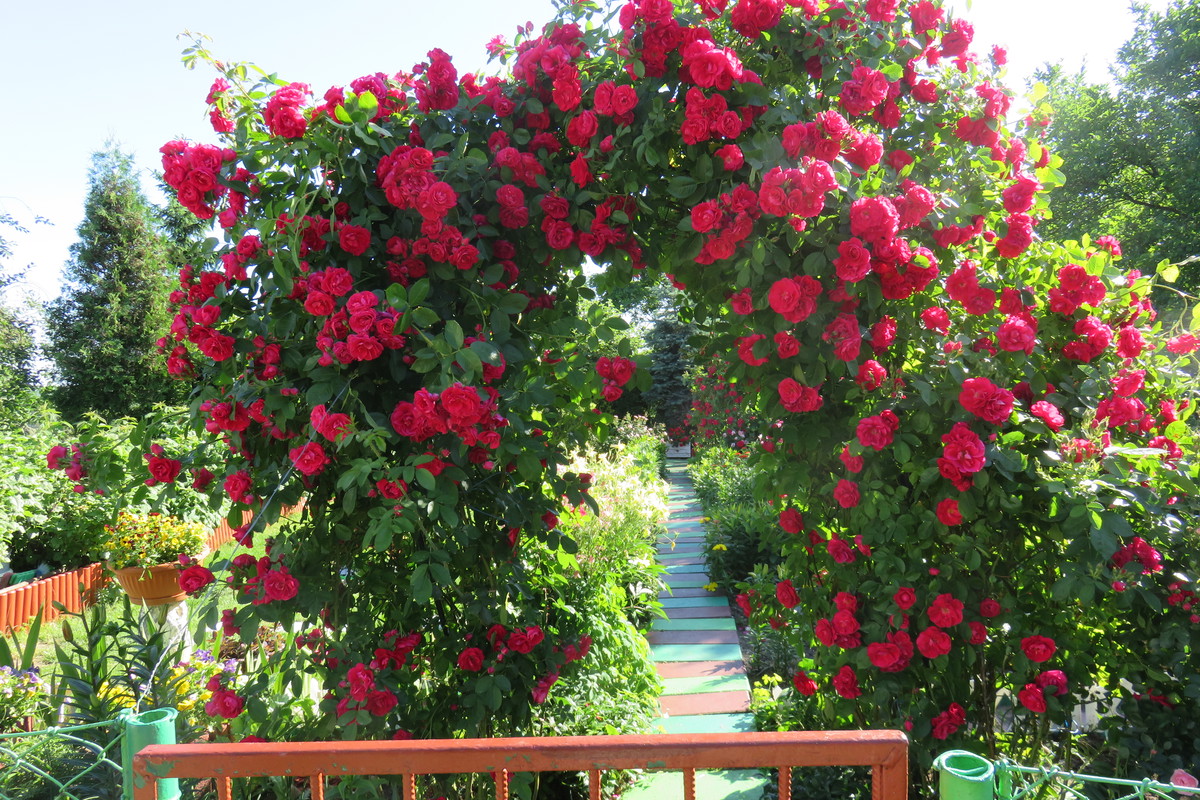 Pergola obrośnięta pnącymi różami, zaprasza do kolorowego ogrodu.