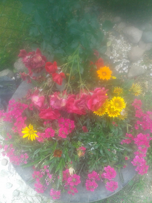 Piekna kompozycja z gazanii rozy i werbeny.