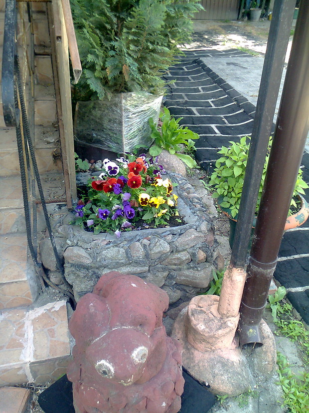 Piekny kamienny zolw oraz kolorowe bratki.