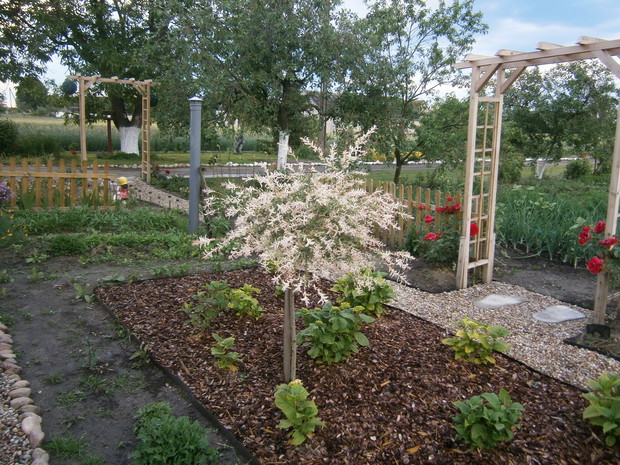 Pierwsze kroki z Hortensjami