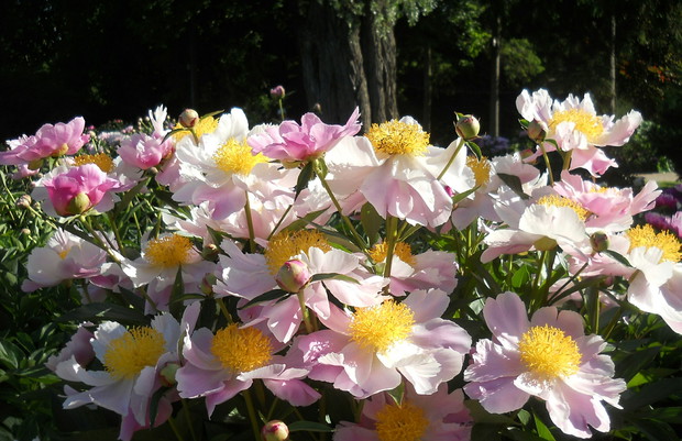 Piwonie  nie powtarzalny zapach i uroda, dobrze się czują też w sąsiedztwie orlików . Mamy je posadzone w kilu zakątkach ogrodu.                 