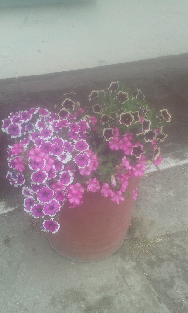 Pojemnik pieknych rozno barwnych surfinii.