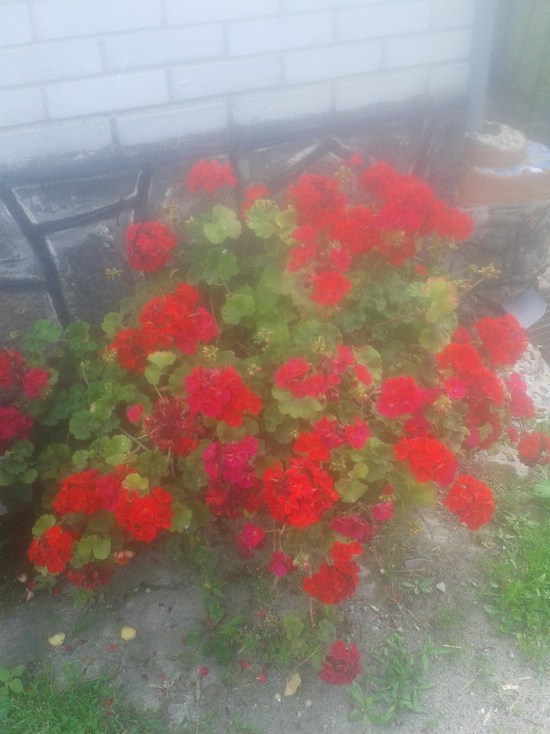Pojemnik z cudownym kolorem pelargonii.