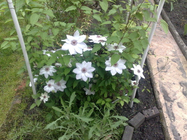 Powojnik – Clematis