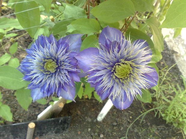 Powojnik – Clematis