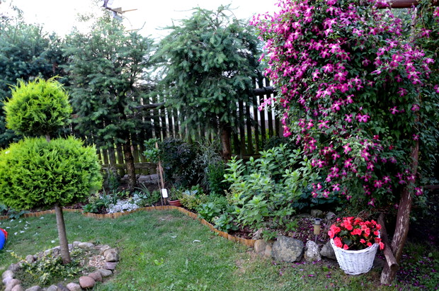 powojnik przy huśtawce