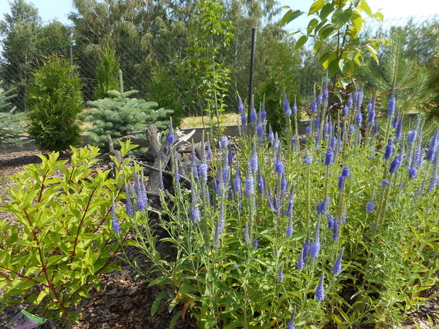 przetacznik kłosowy 