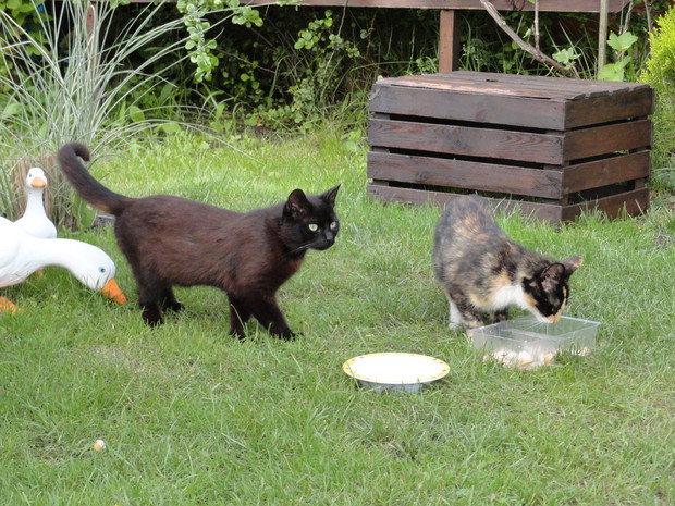 Przyprowadziła kumpla na wyżerkę..