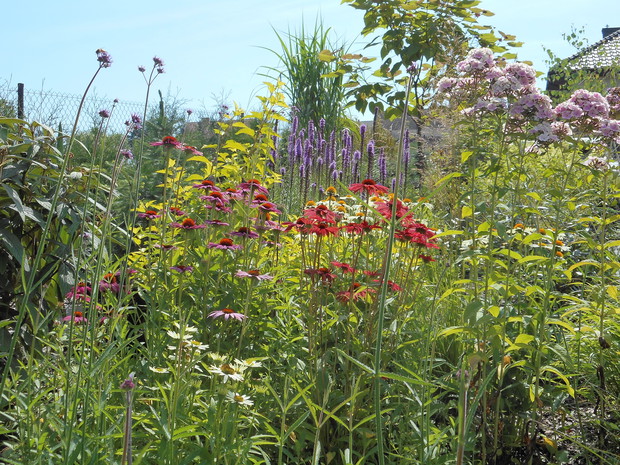 rabata bylinowa z jeżówkami