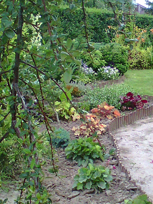 rabata mająca 4 miesiące , powstała po usunięciu chorych tui