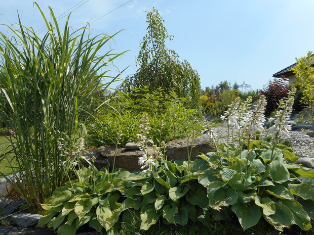 rabata z hortensjami