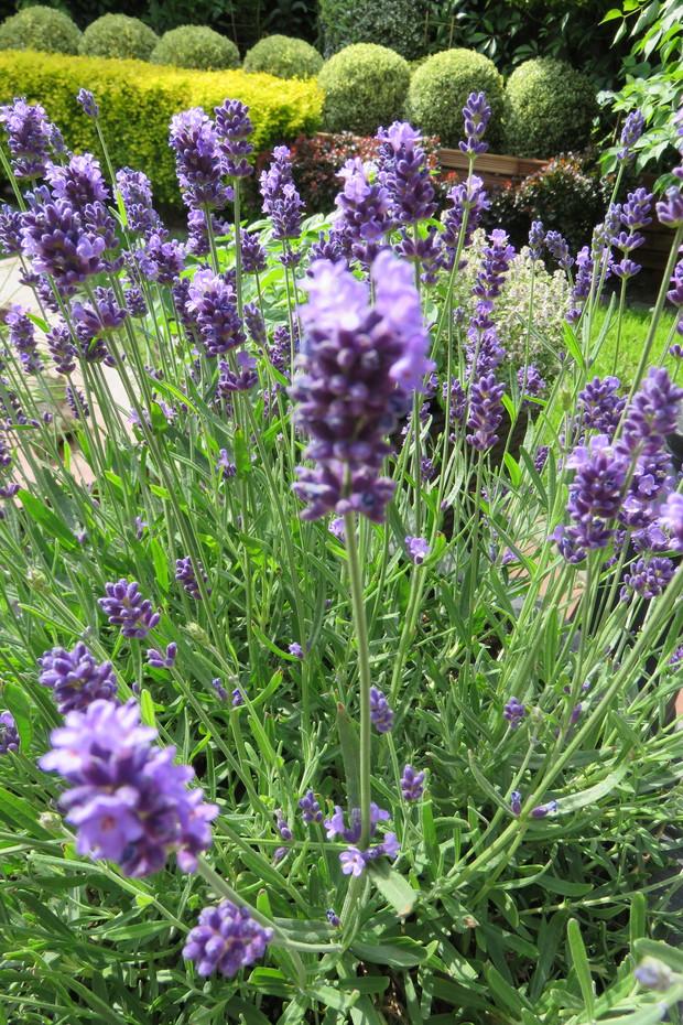 Rabata z pachnącymi lawendami.