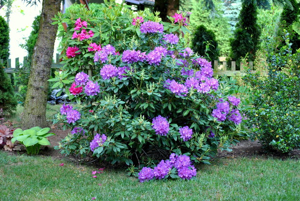 Rododendrony w rozkwicie