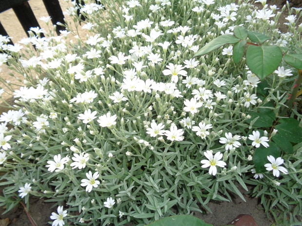 Rogownica kutnerowata