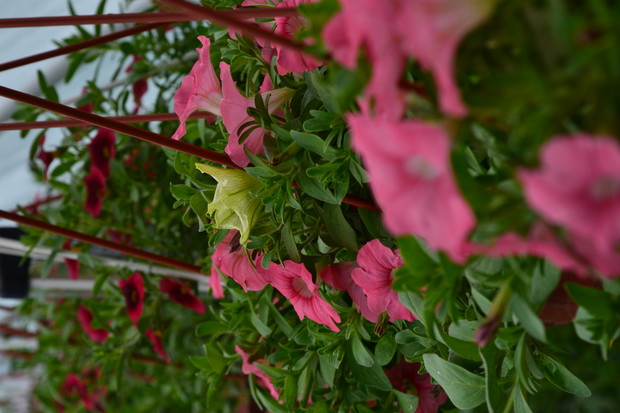 Rośliny, które od 15 maja zdobią moje balkony i tarasy.