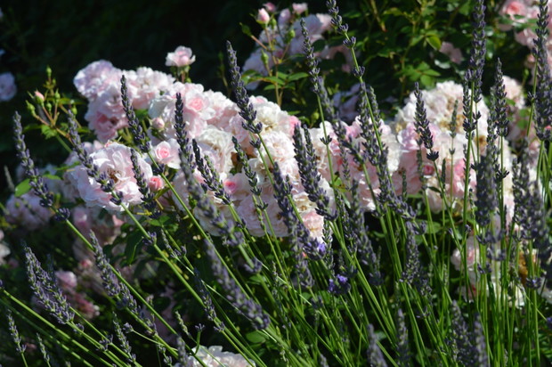 róża Bonica z lawendą