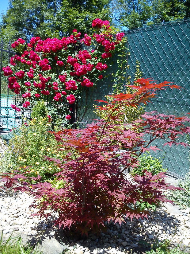 róża i klon w czerwieni