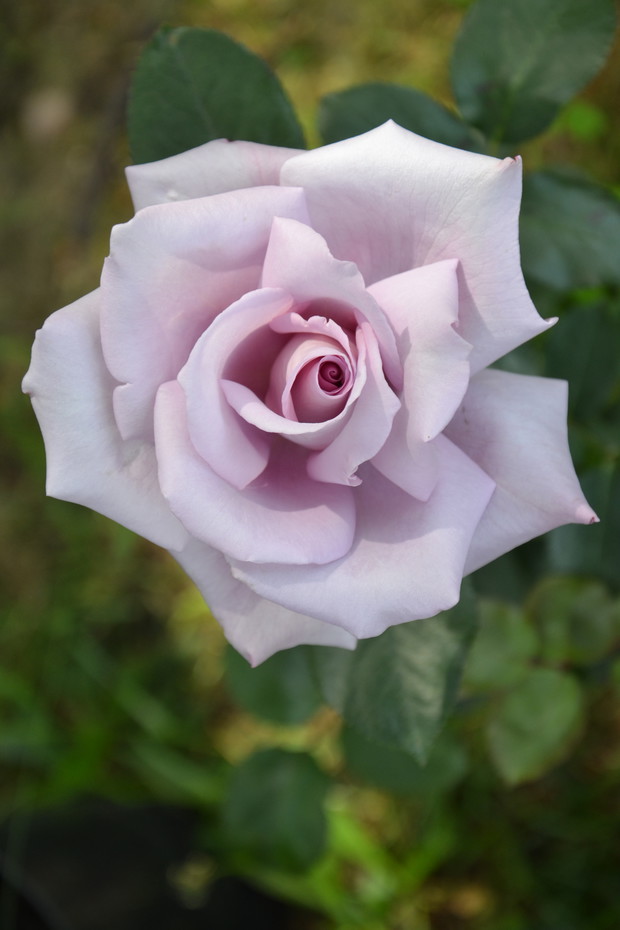 Róża odm. " Maizner Fastnacht' w pełnym rozkwicie.