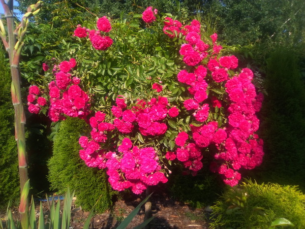 róza pienna The Firy