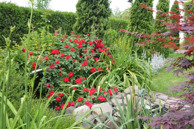 róża w towarzystwie bylin