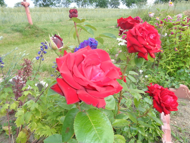 Róże czerwone.
