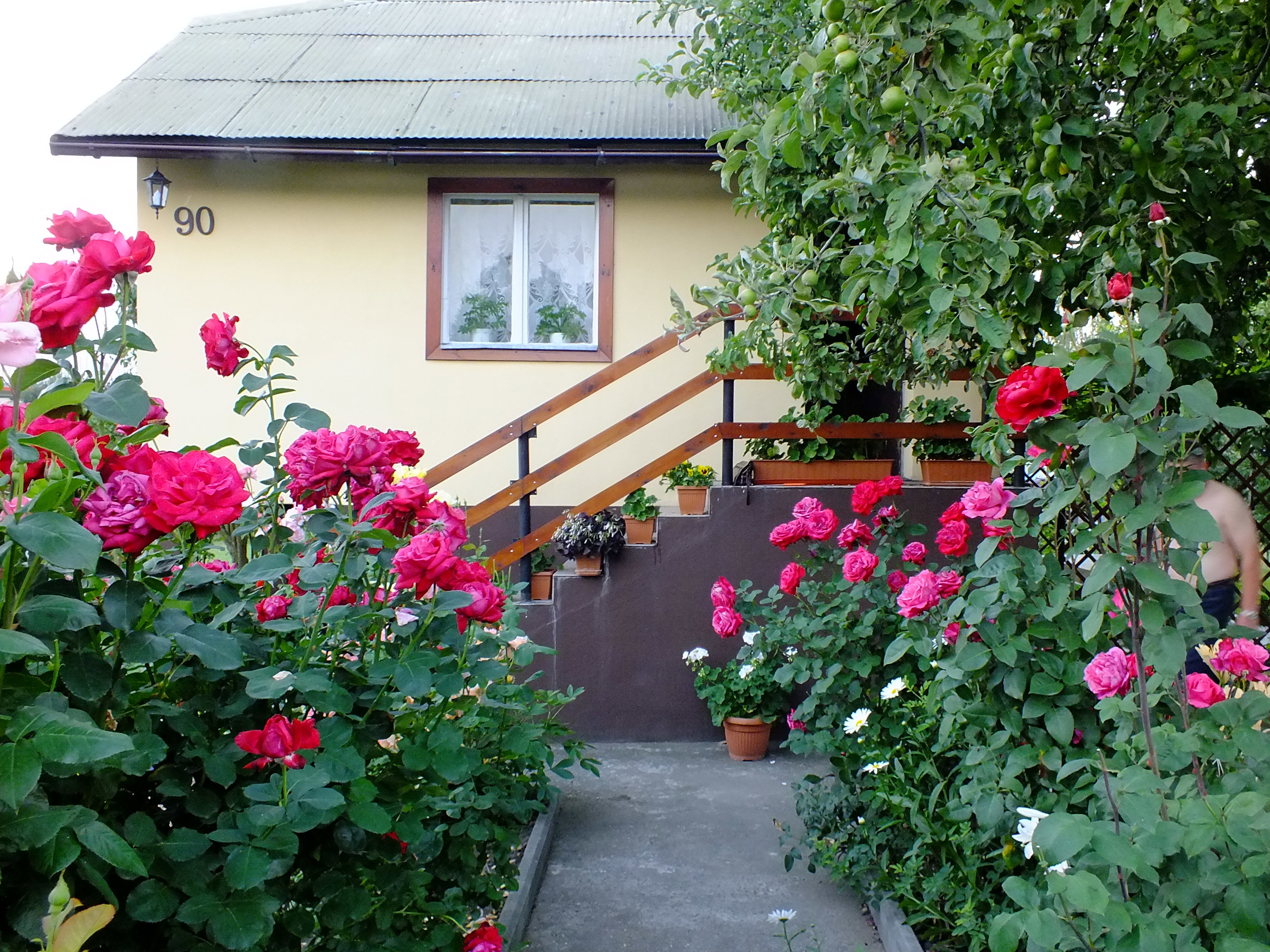 Róże przed altaną 