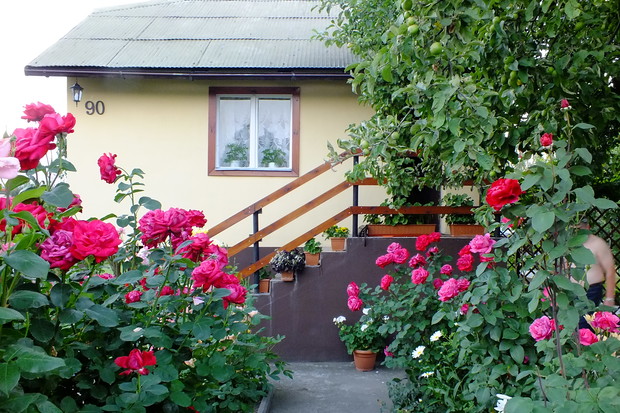 Róże przed altaną