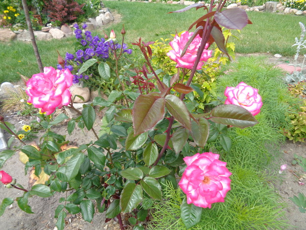 Róże wielkokwiatowe