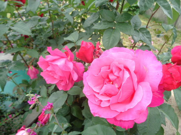 Róże wielkokwiatowe
