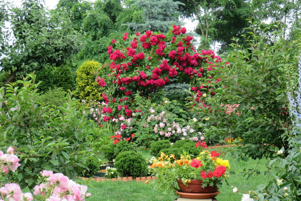 Róże zajmują w naszym ogrodzie szczególne miejsce, posiadamy kilkanaście sztuk  w tym, trzy pergole jedna przy wejściu do ogrodu, druga przy kąciku wypoczynkowym, trzecia przy ujęciu wodnym. Swoją urodą  zachwycają nie tylko wyglądem, ale i zapachem.