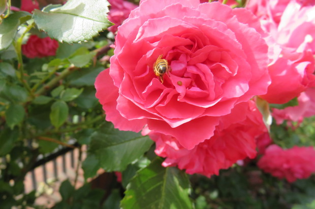 Róże zajmują w naszym ogrodzie szczególne miejsce, posiadamy kilkanaście sztuk  w tym, trzy pergole jedna przy wejściu do ogrodu, druga przy kąciku wypoczynkowym, trzecia przy ujęciu wodnym. Swoją urodą  zachwycają nie tylko wyglądem, ale i zapachem.