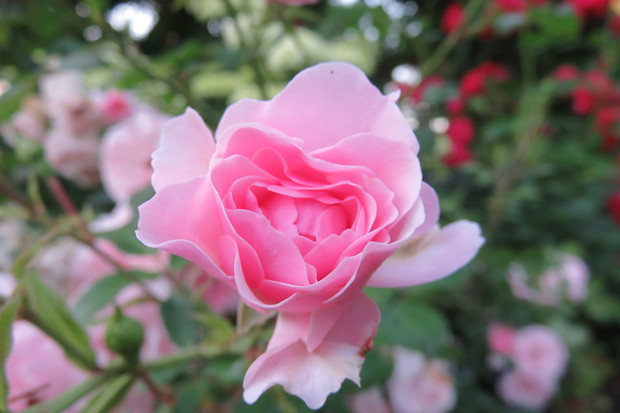 Róże zajmują w naszym ogrodzie szczególne miejsce, posiadamy kilkanaście sztuk  w tym, trzy pergole jedna przy wejściu do ogrodu, druga przy kąciku wypoczynkowym, trzecia przy ujęciu wodnym. Swoją urodą  zachwycają nie tylko wyglądem, ale i zapachem.