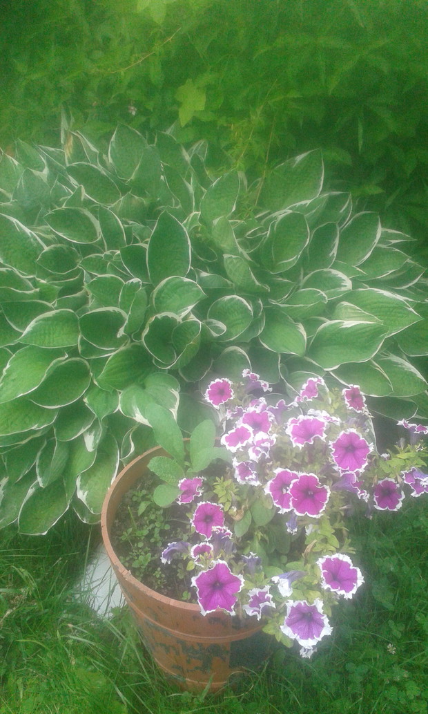 Rozlozysta funkia z kepka surfinii.