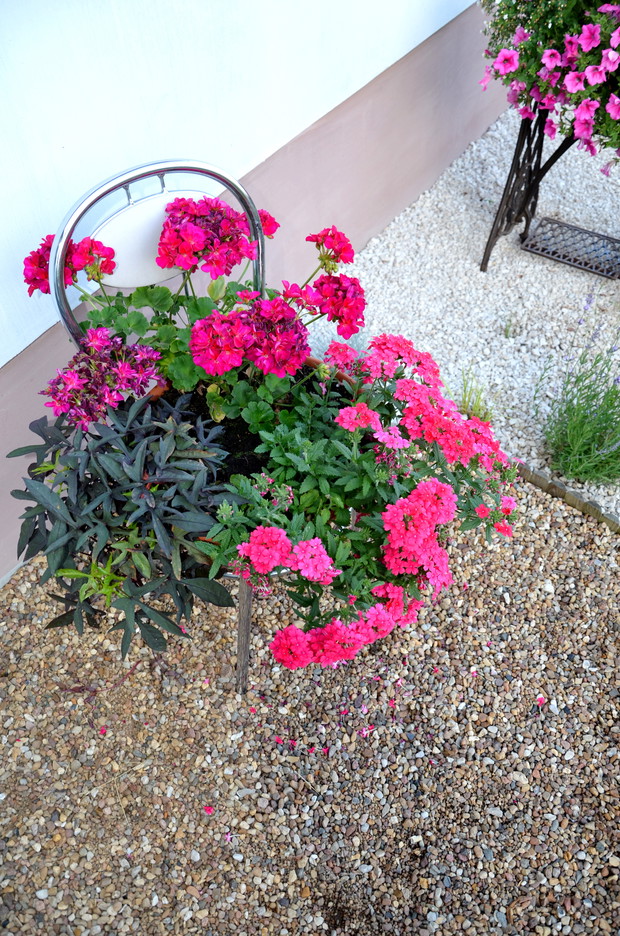 Różowa pelargonia z werbeną-zgrany duet