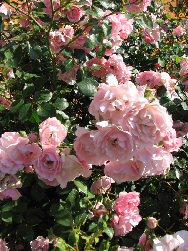 Różowa ślicznotka