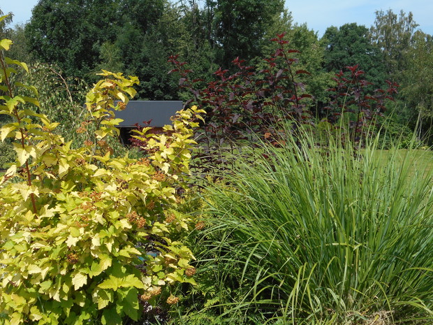 rozplenica japońska z pęcherznicami kalinolistnymi