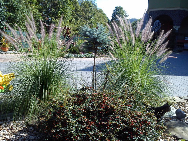 rozplenica japońska